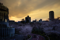 夕暮れ桜