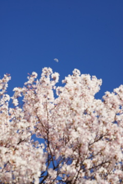 桜と有明の月