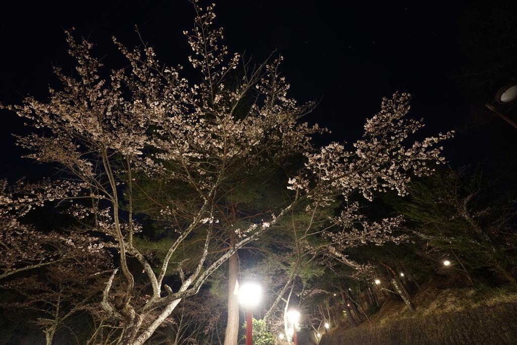 夜の新倉山浅間公園