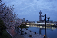 博多ポートタワーの春