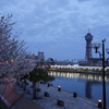 博多ポートタワーの春