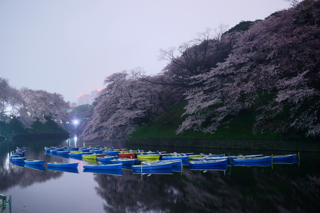 千鳥ヶ淵の夜桜