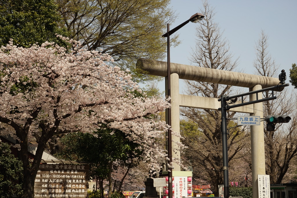 靖国神社の桜