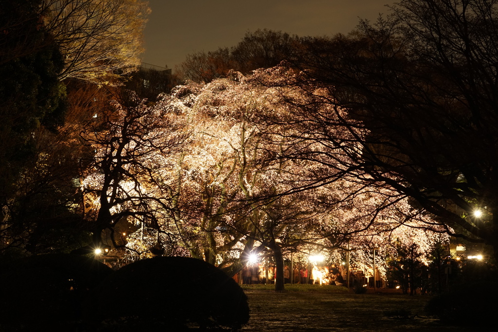 六義園枝垂桜３