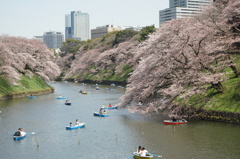 春満開の千鳥ヶ淵