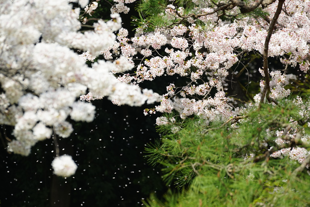 桜吹雪