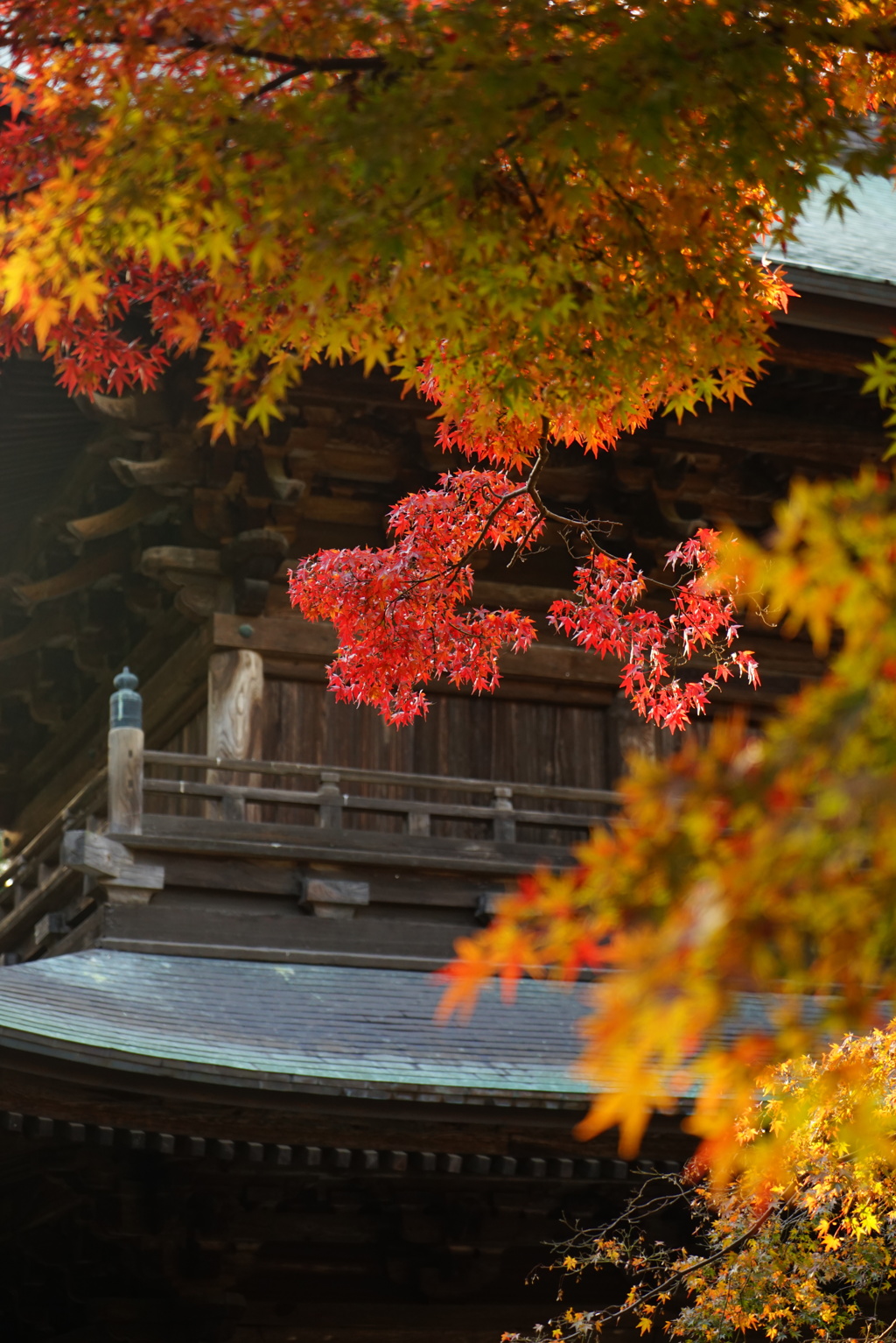 紅葉の円覚寺２