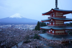 桜×富士山×五重塔