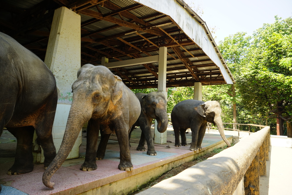 ヤンゴン動物園の象