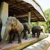 ヤンゴン動物園の象
