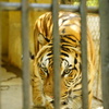 ヤンゴン動物園のトラ
