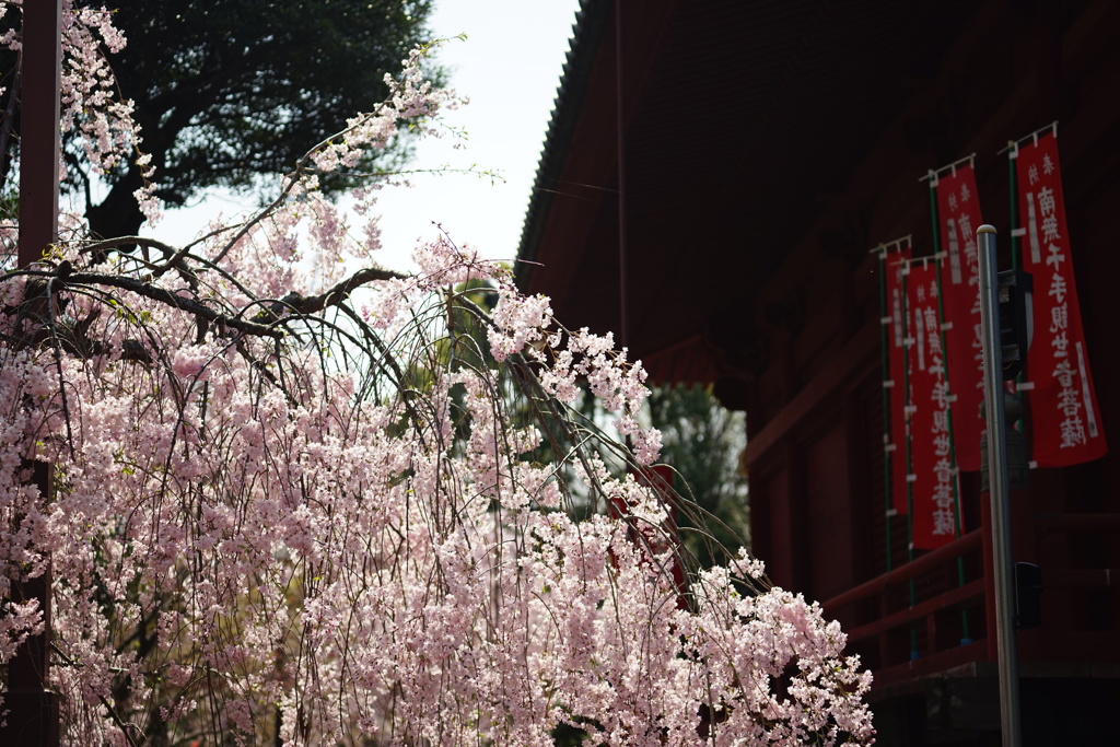 枝垂桜