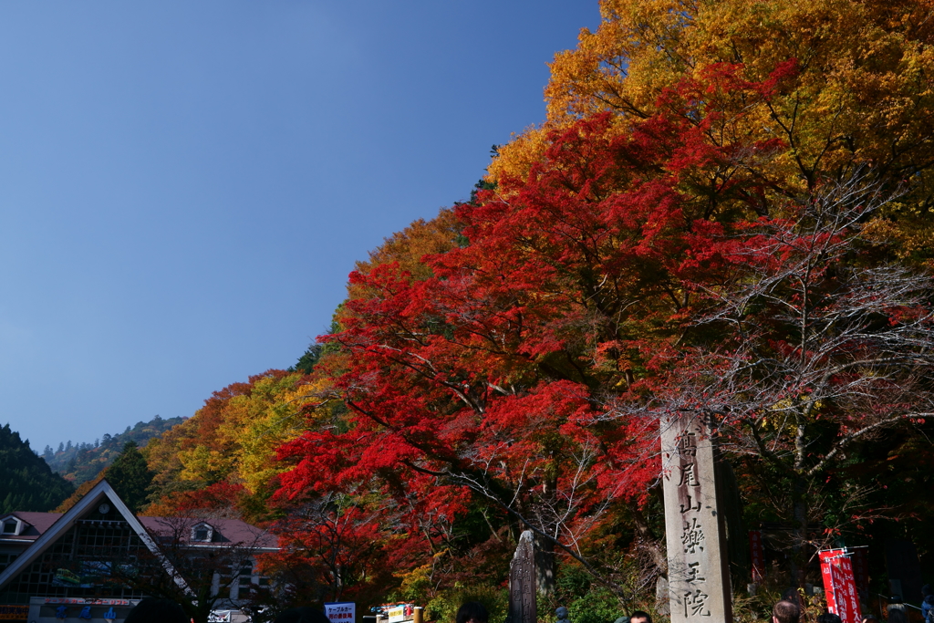 高尾山の紅葉2016