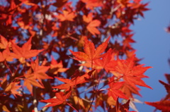 紅葉