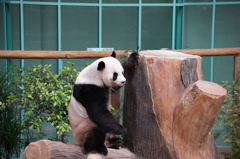 パンダ