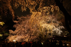 六義園枝垂桜２