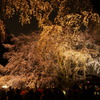 六義園枝垂桜２