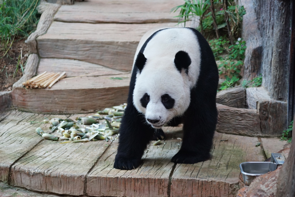 チェンマイ動物園パンダ