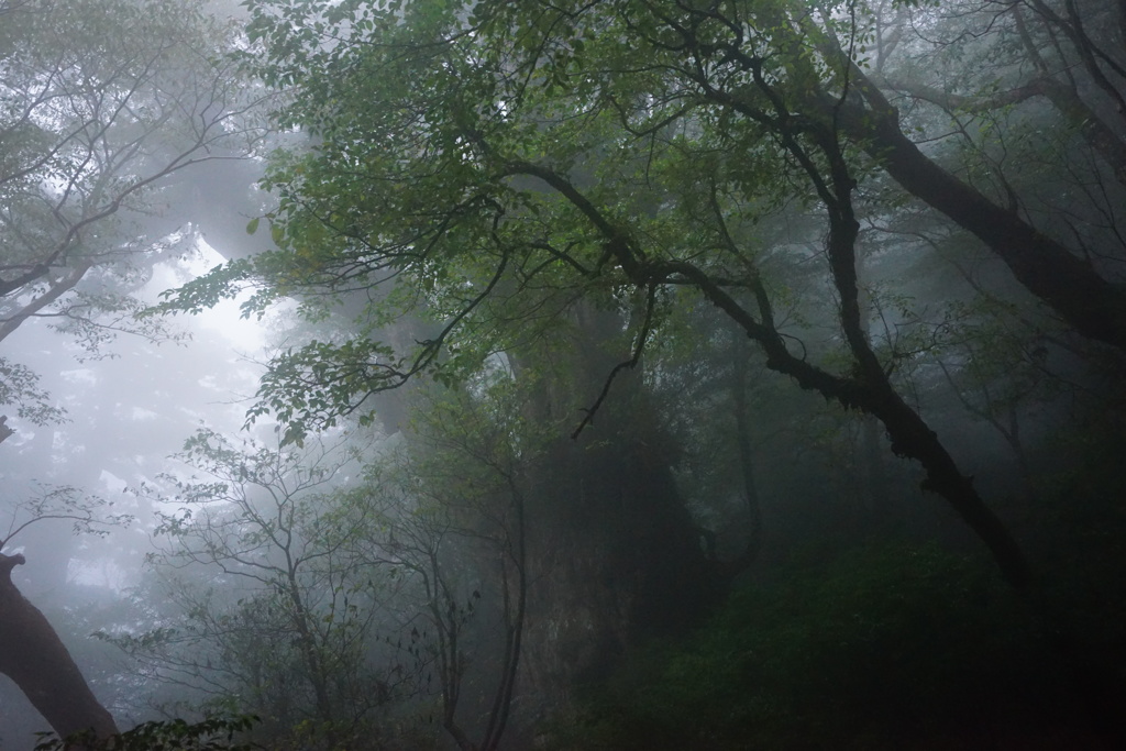 屋久島縦走5