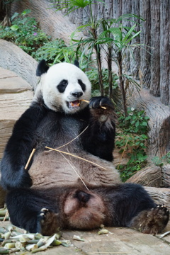 パンダ食事中