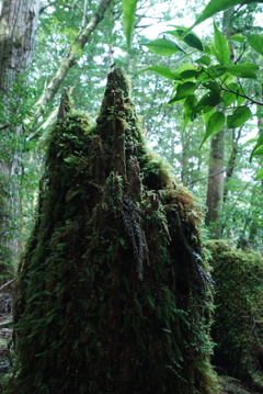 トトロ登場