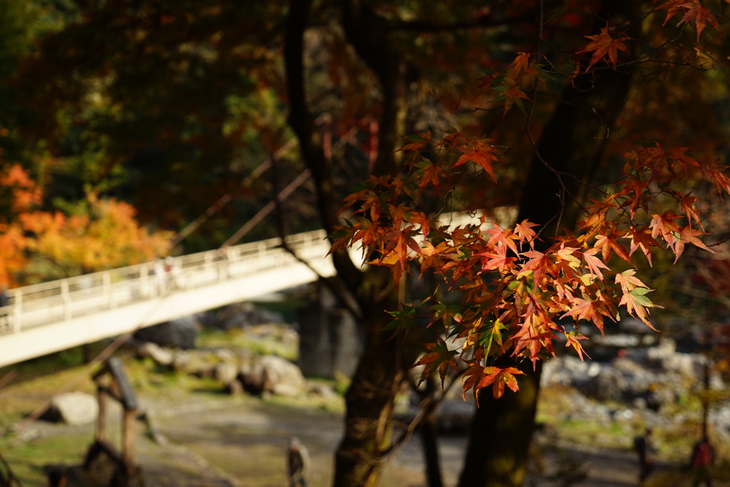 紅葉