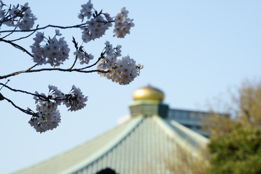 玉ねぎ桜