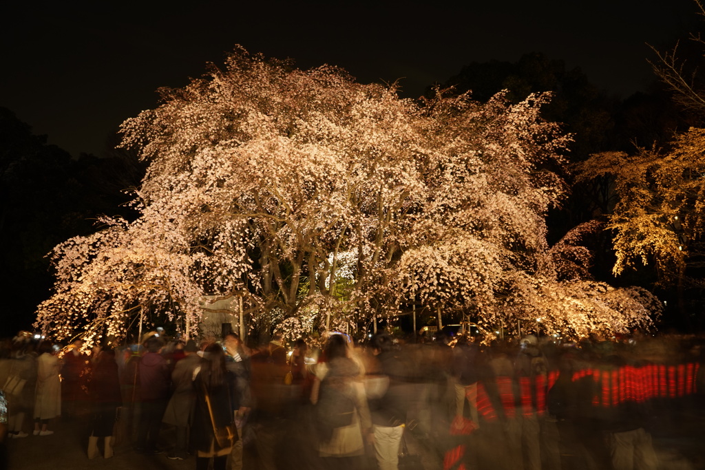 六義園枝垂桜