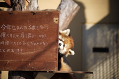 将来のスター