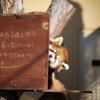 将来のスター