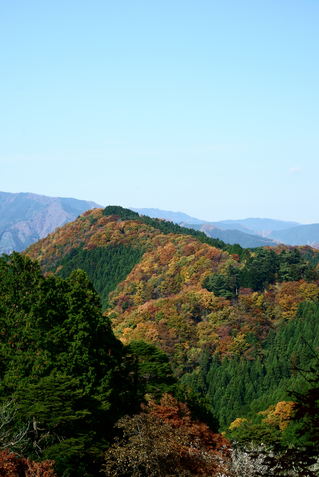 紅葉の道