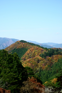 紅葉の道