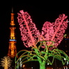 花のあるテレビ塔