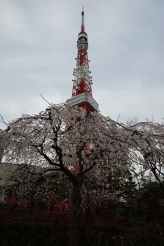 桜とタワー