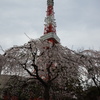 桜とタワー