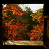 紅葉の円覚寺