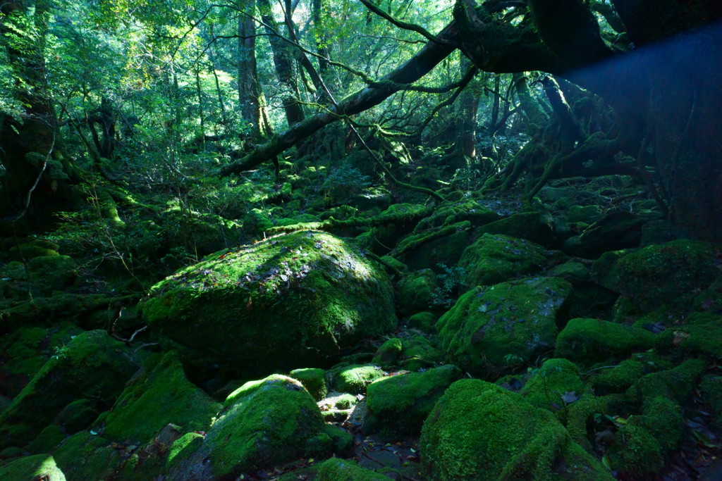 光の差し込む苔むす森