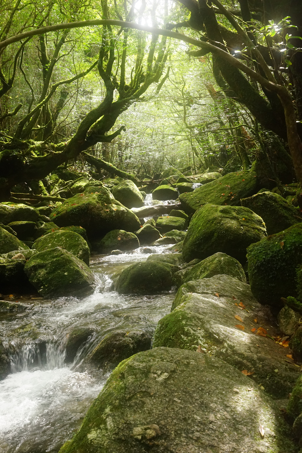 屋久島縦走　終