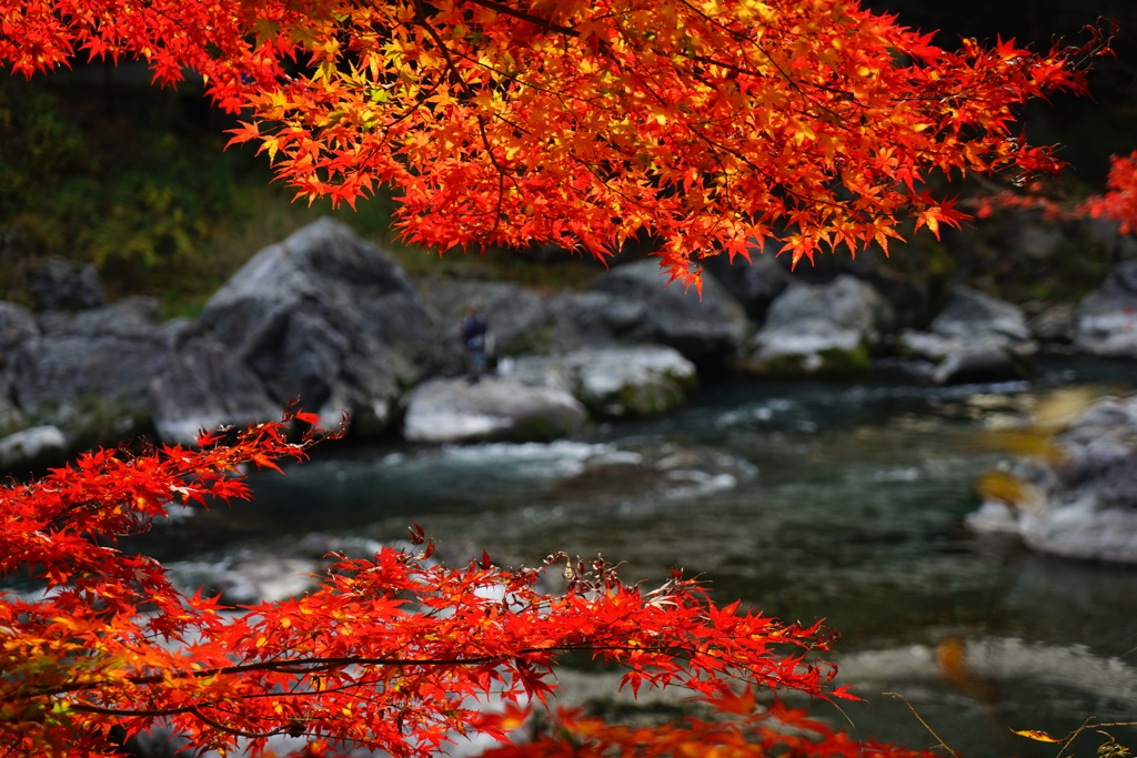 川と紅葉