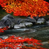 川と紅葉