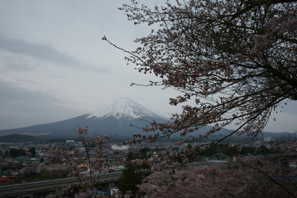 桜の富士山