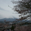 桜の富士山
