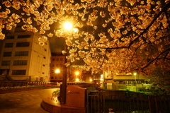 天神公園の桜