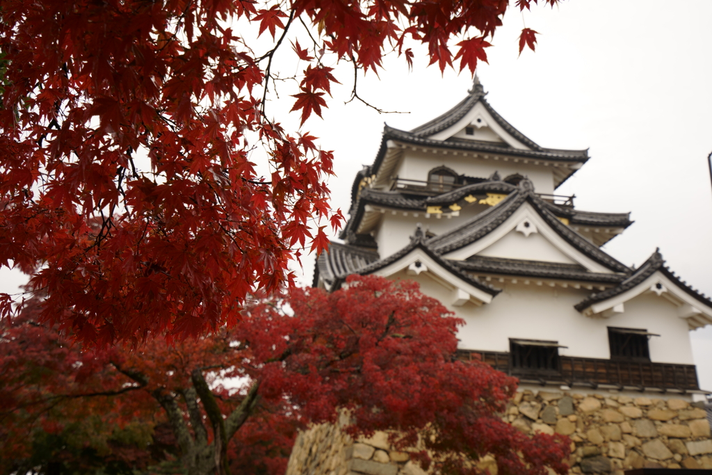 紅葉の彦根城