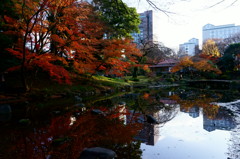 晩秋の紅葉