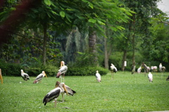 動物園、鳥の放し飼い