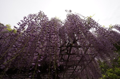 藤の花
