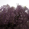 藤の花