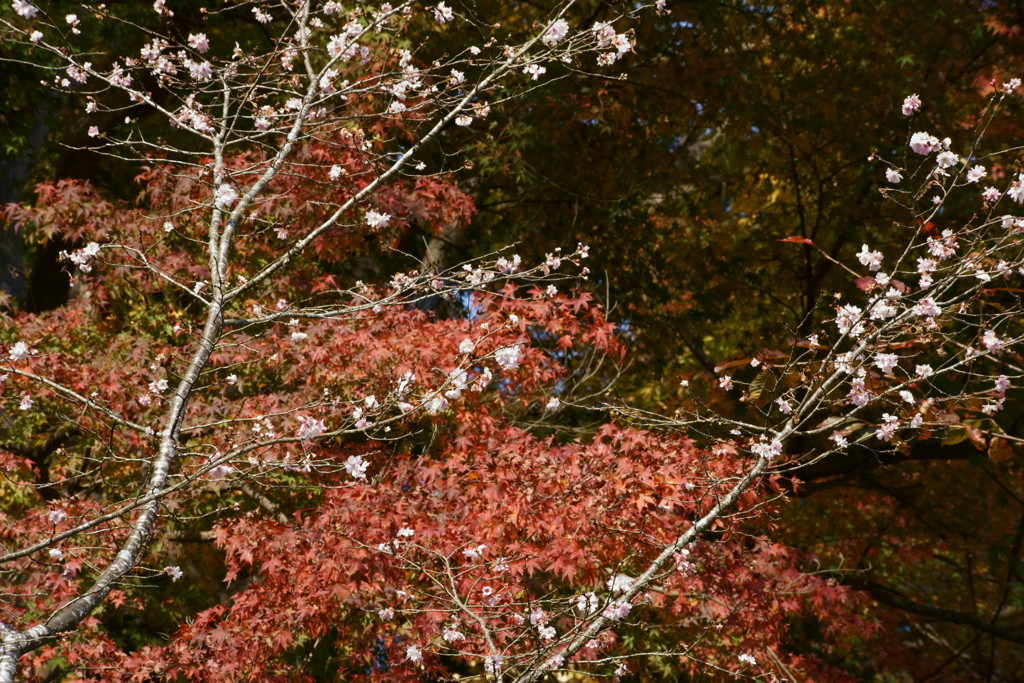 紅葉と八重に咲く桜