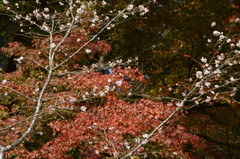 紅葉と八重に咲く桜